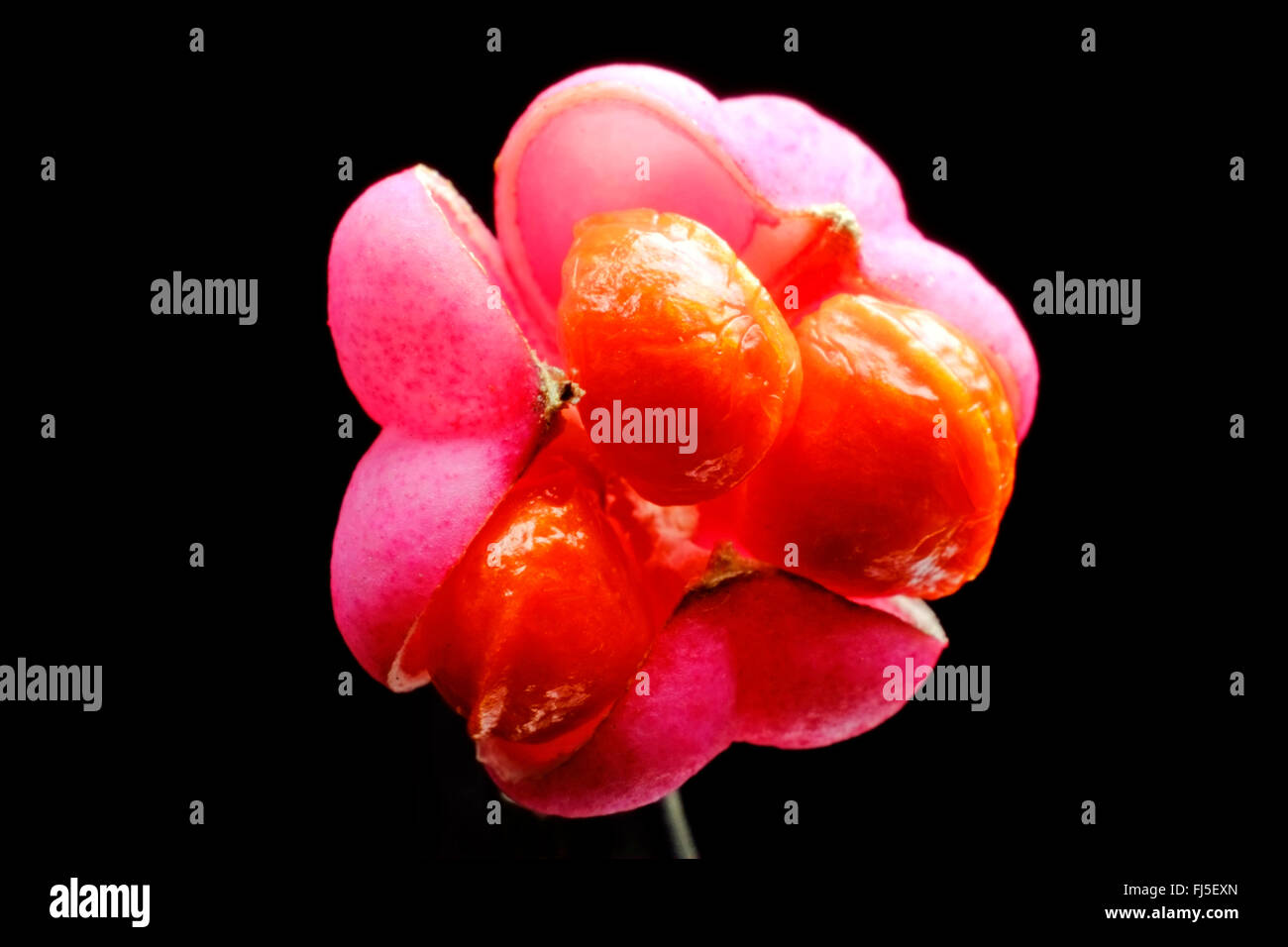 Europäische Spindel-Baum (Euonymus Europaea, Euonymus Europaeus), reife Frucht mit orange Samen, Deutschland Stockfoto