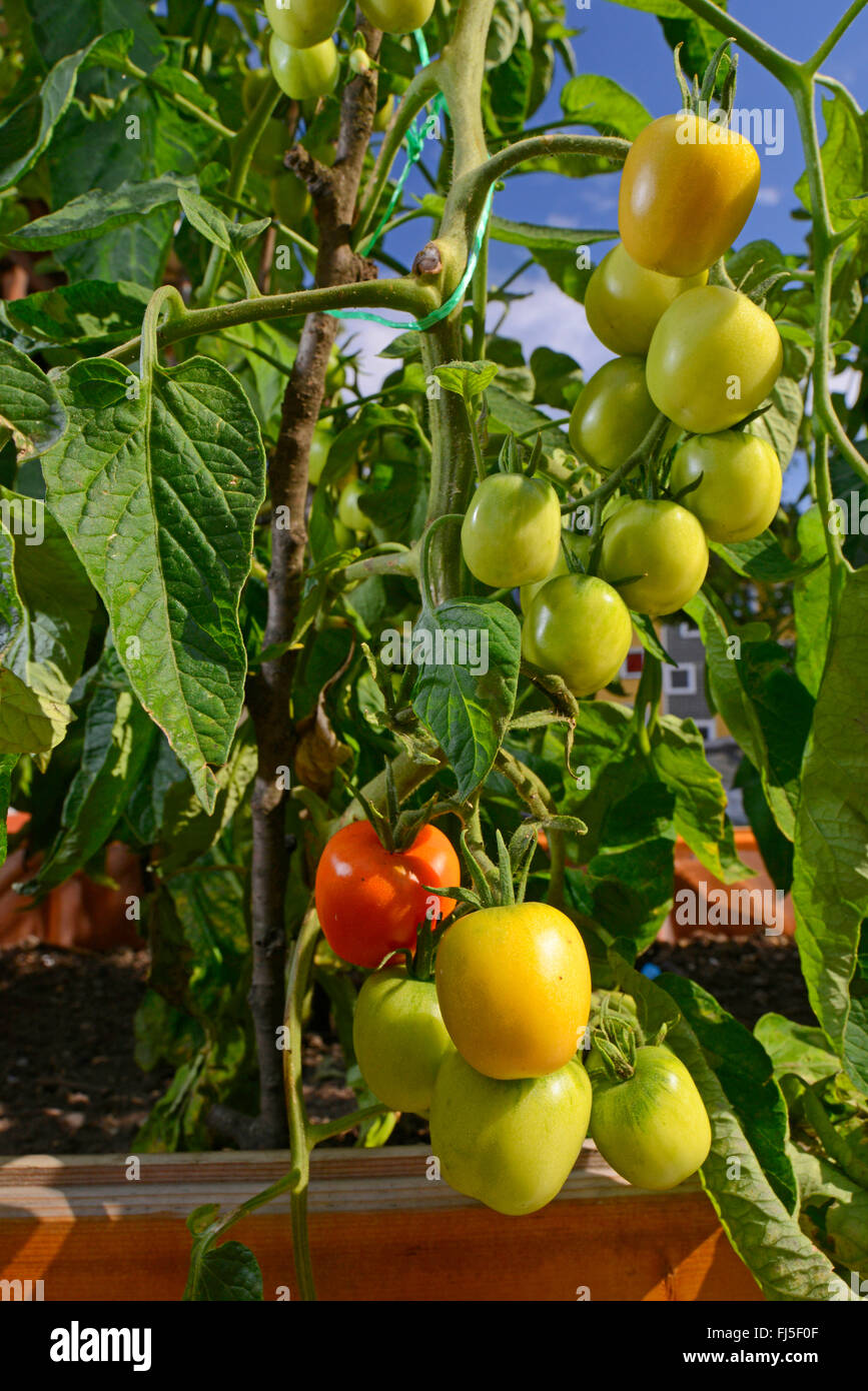 Garten Tomaten (Solanum Lycopersicum, Lycopersicon Esculentum), Anbau von Tomaten auf dem Balkon, Deutschland Stockfoto