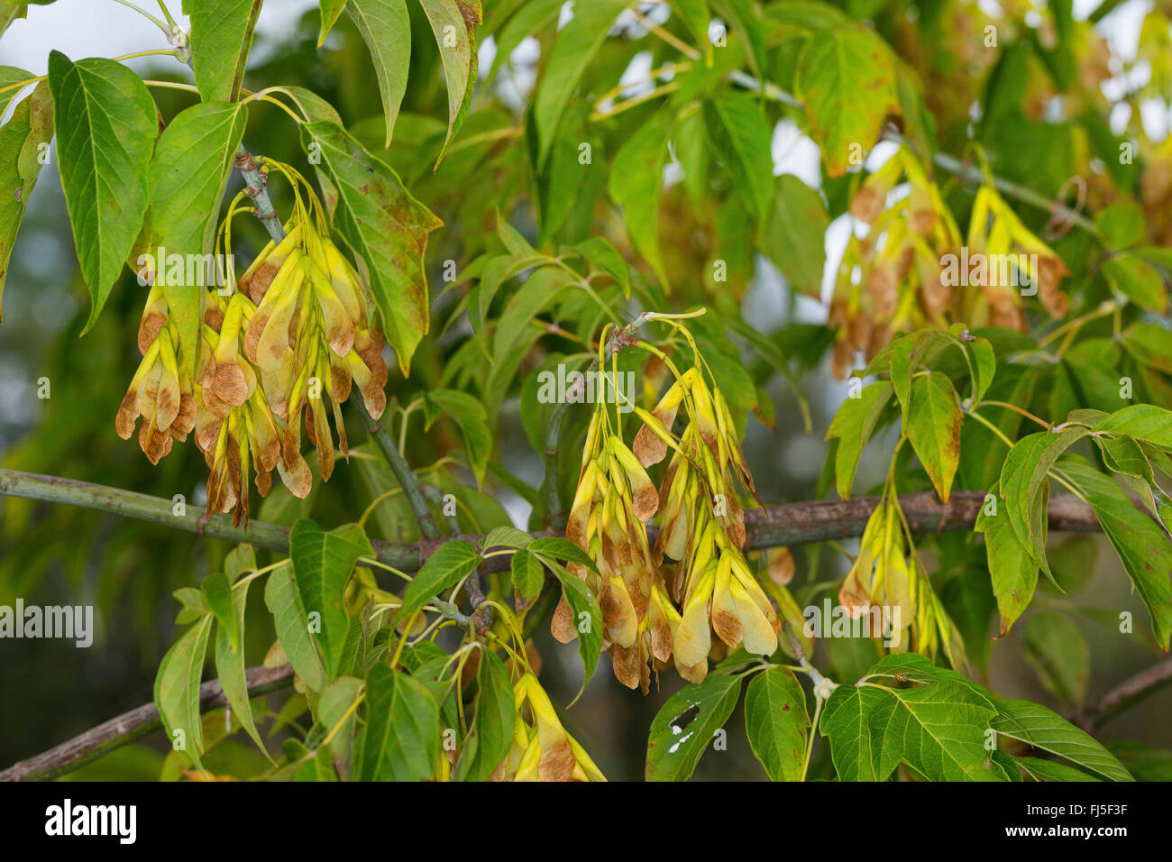 Ashleaf Ahorn, Box Elder (Acer Negundo, Fraxinifolium Acer Negundo Fraxinifolium), Zweig mit Früchten, Deutschland Stockfoto