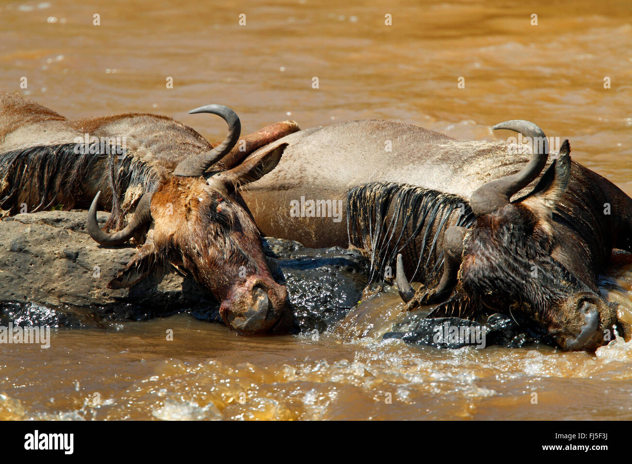 Östlichen weißen bärtigen Gnus (Connochaetes Taurinus Albojubatus), Kadaver in einen Fluss, Kenia, Masai Mara Nationalpark Stockfoto