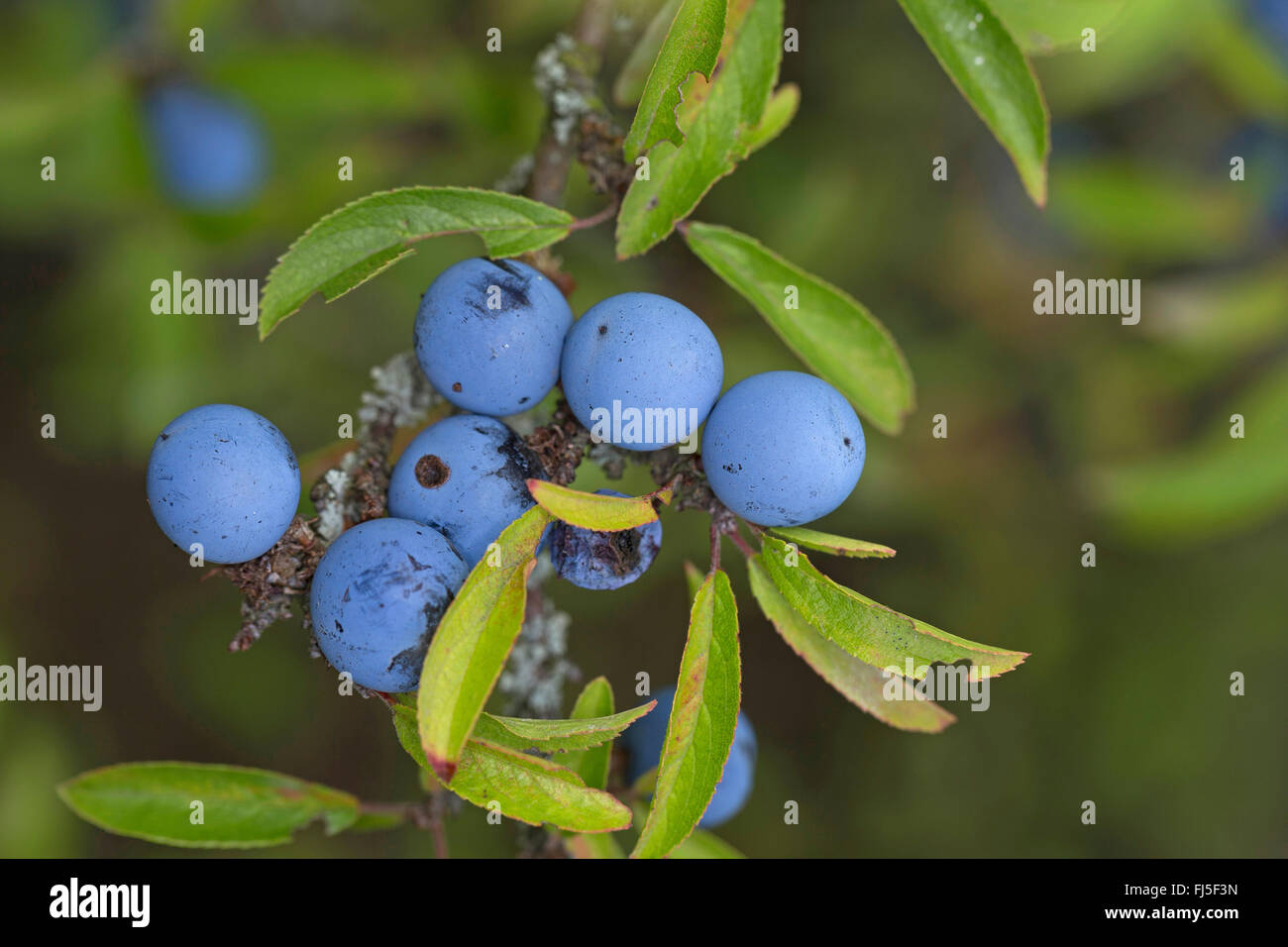 Schlehe, Schlehe (Prunus Spinosa), Fruchtbildung Branch, Deutschland Stockfoto