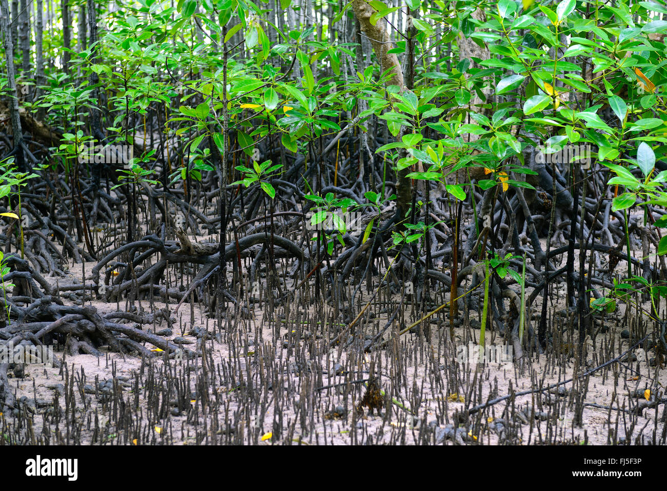 graue Mangrove (Avicennia Marina), Mangroven bei Ebbe, Seychellen, Curieuse Stockfoto