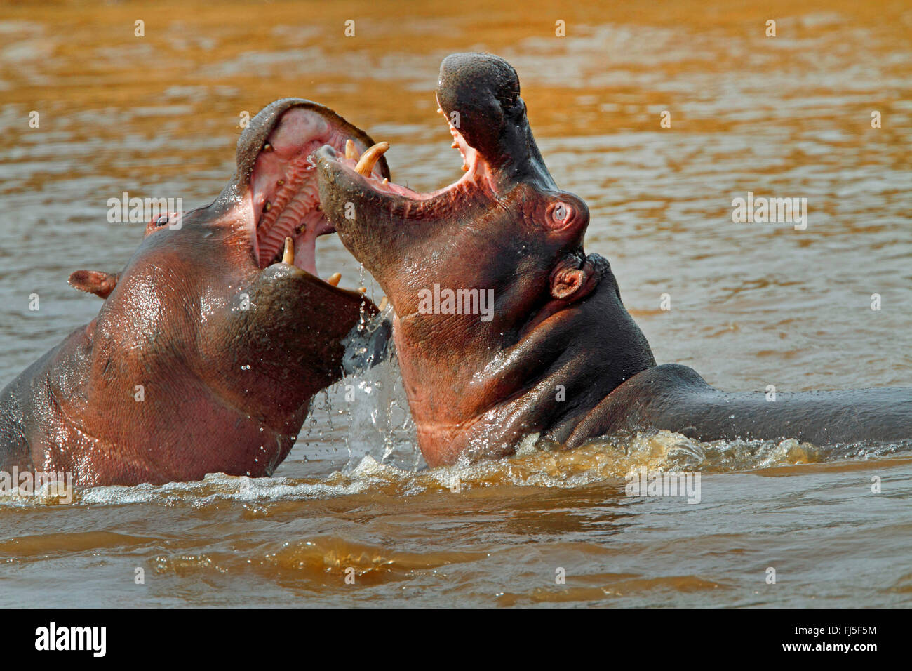 Nilpferd, Nilpferd, gemeinsame Flusspferd (Hippopotamus Amphibius), zwei kämpfende Flusspferde im Wasser, Kenia, Masai Mara Nationalpark Stockfoto