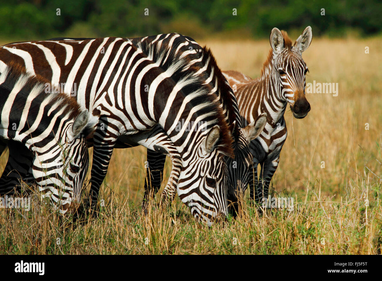 Böhm Zebra, Grant Zebra (Equus Quagga Boehmi, Equus Quagga Granti), grasende Zebras, Porträt, Kenia, Masai Mara Nationalpark Stockfoto