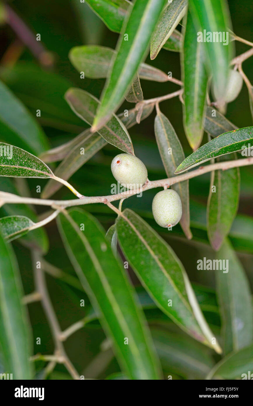 Russische Olive, Ölweiden, Trebizond Datum (Elaeagnus Angustifolia), Früchte auf einem Ast Stockfoto