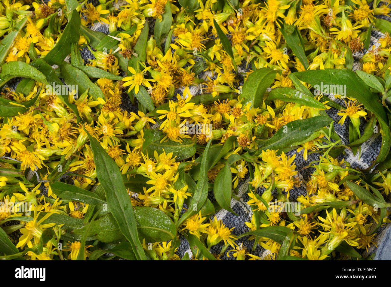 Goldrute, Goldrute (Solidago Virgaurea), gesammelten Blüten und Blätter trocknen, Deutschland Stockfoto