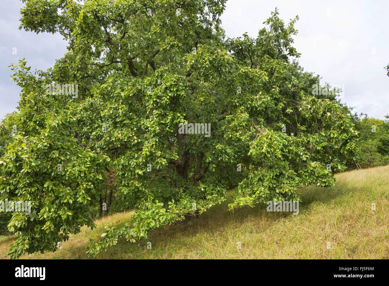 Traubeneiche (Quercus Petraea), einziger Baum auf einer Wiese, Deutschland Stockfoto