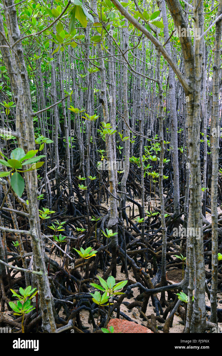 graue Mangrove (Avicennia Marina), Mangroven bei Ebbe, Seychellen, Curieuse Stockfoto