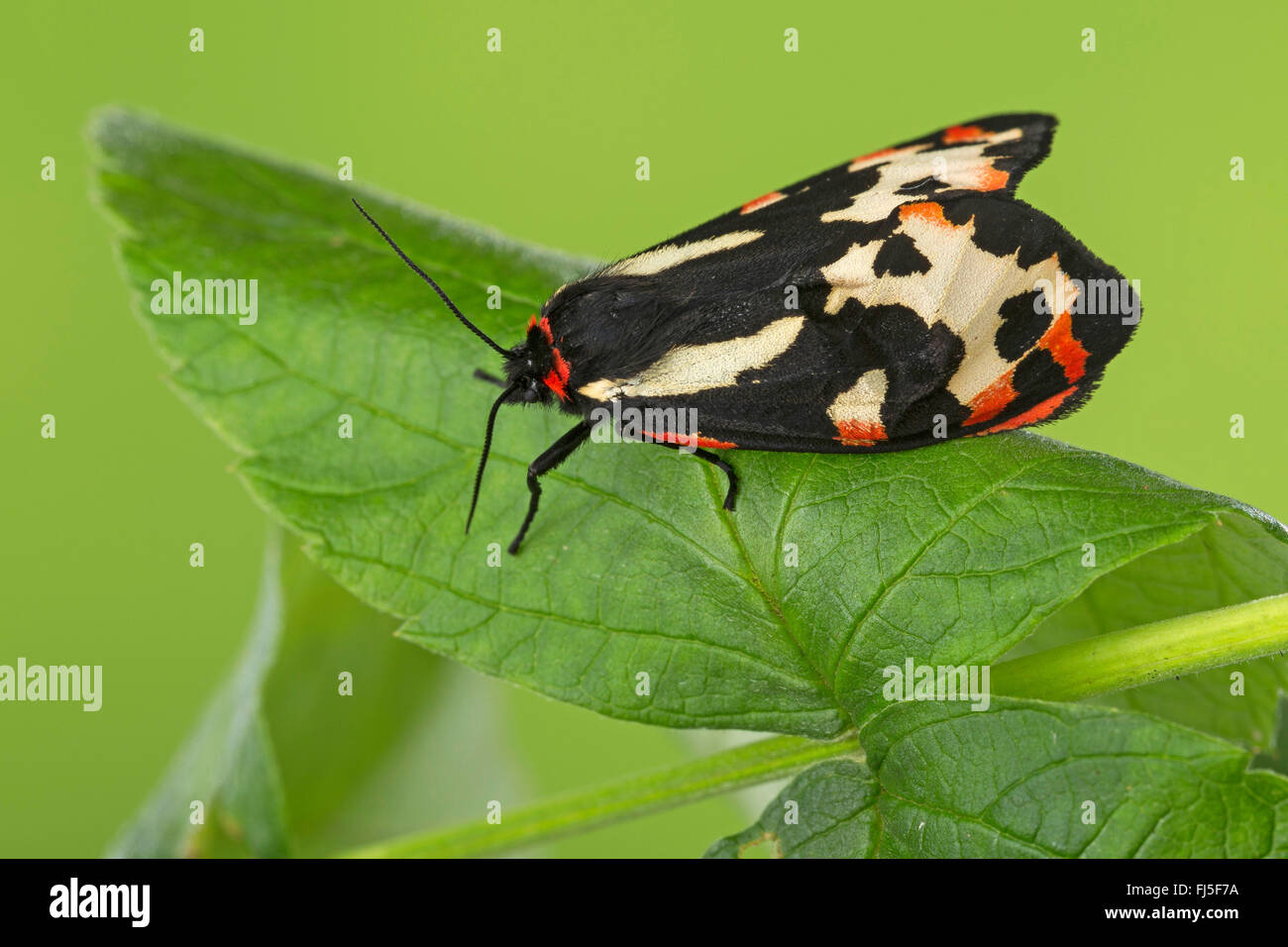 Holz-Tiger (Parasemia Plantaginis, Phalaena Plantaginis), auf einem Blatt, Deutschland Stockfoto