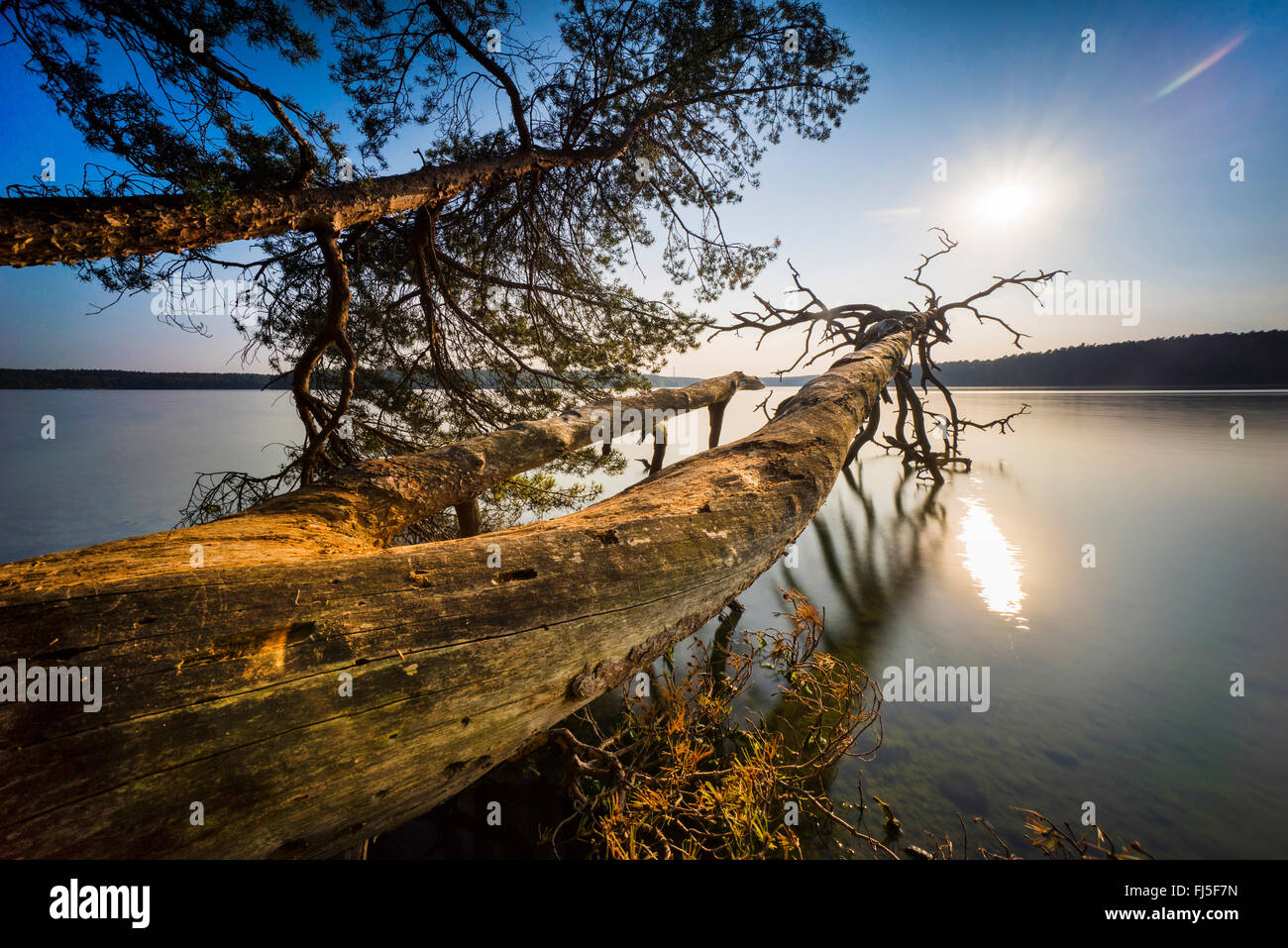 Tote Stämme in einem See, Neuglobsow, Stechlin, Brandenburg, Deutschland Stockfoto