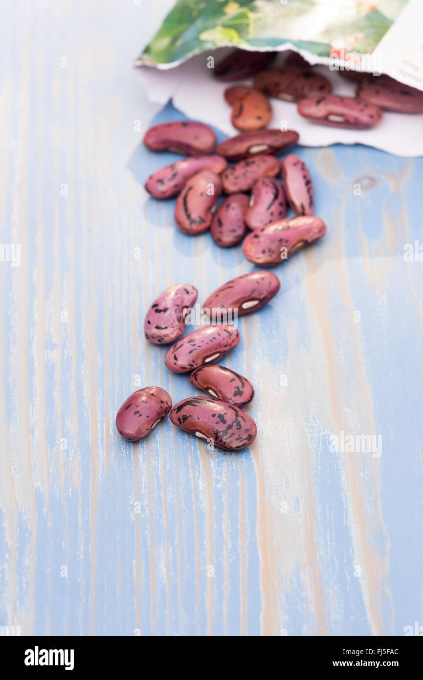 Phaseolus Coccineus. Runner Bohnensamen Stockfoto