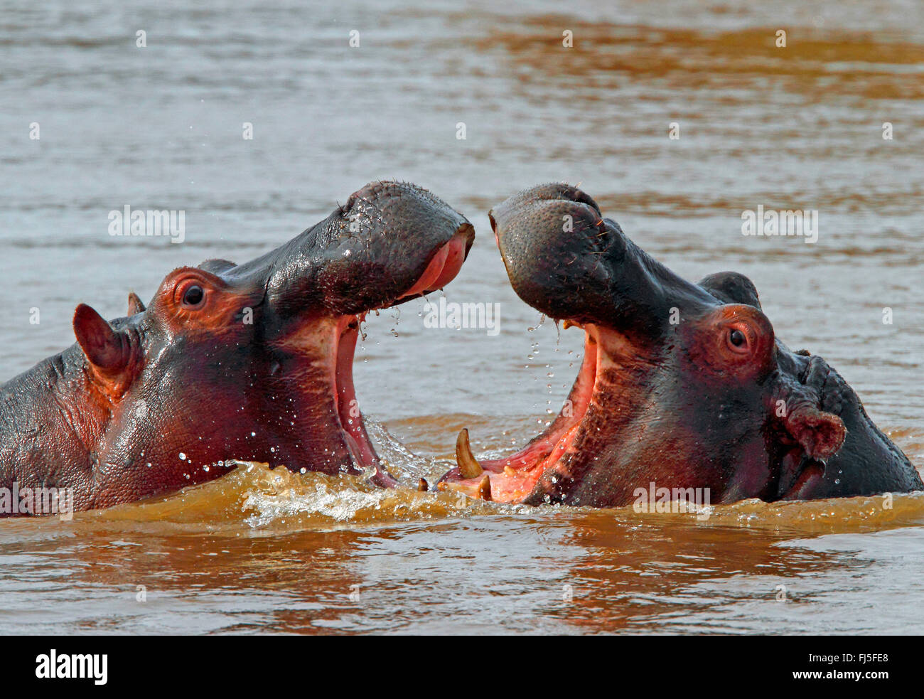 Nilpferd, Nilpferd, gemeinsame Flusspferd (Hippopotamus Amphibius), Bekämpfung der Flusspferde im Wasser, Kenia, Masai Mara Nationalpark Stockfoto
