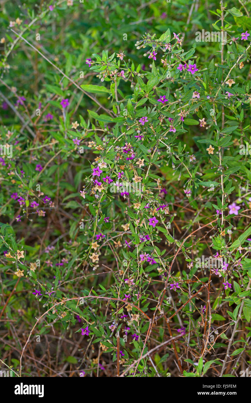 Chinesische Wolfsbeere, gemeinsame Matrimony Vine (Lycium Barbarum, Lycium Halimifolium), blühen, Deutschland Stockfoto