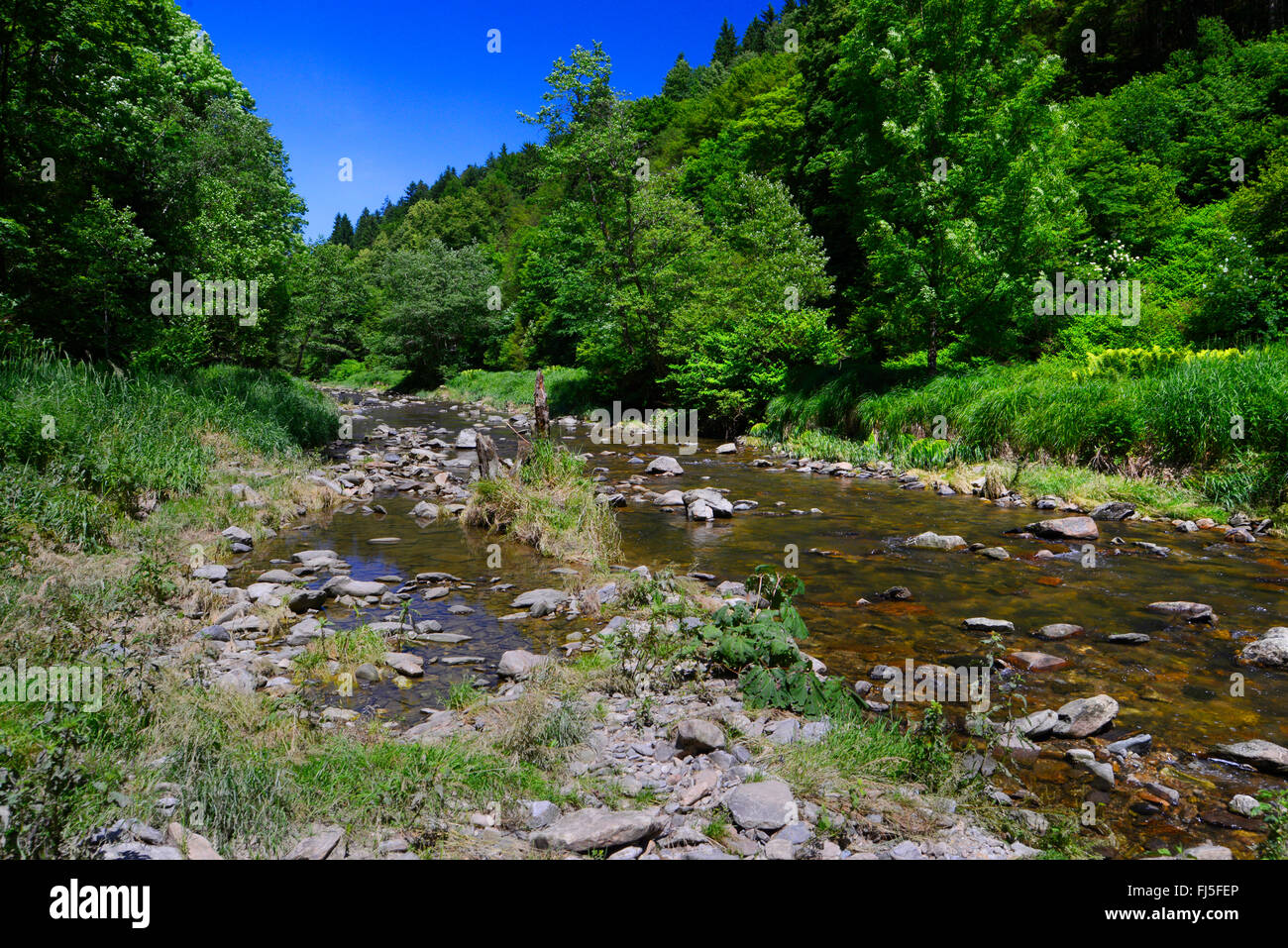 Erlau-Fluss, Deutschland, Bayern, Nationalpark Bayerischer Wald Stockfoto