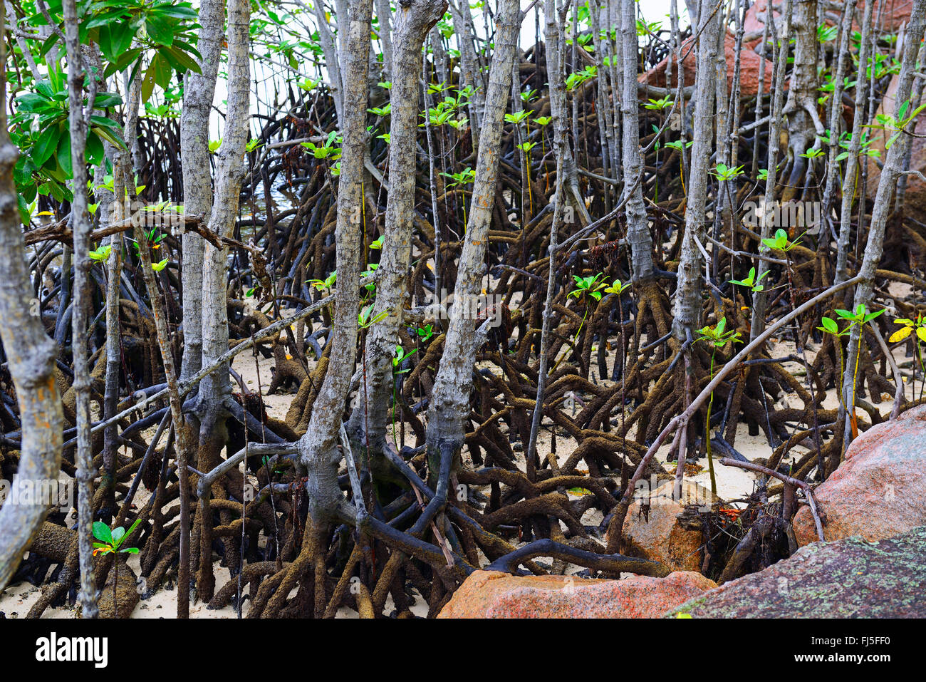 graue Mangrove (Avicennia Marina), Mangroven bei Ebbe, Seychellen, Curieuse Stockfoto