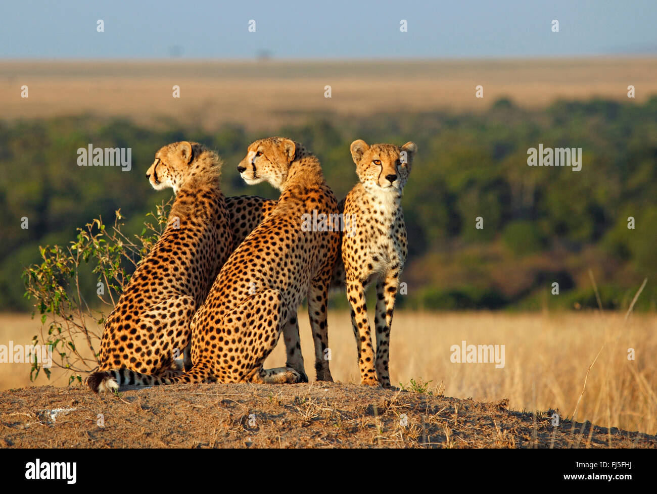 Gepard (Acinonyx Jubatus), drei Geparden Ausschau, Kenia, Masai Mara Nationalpark Stockfoto