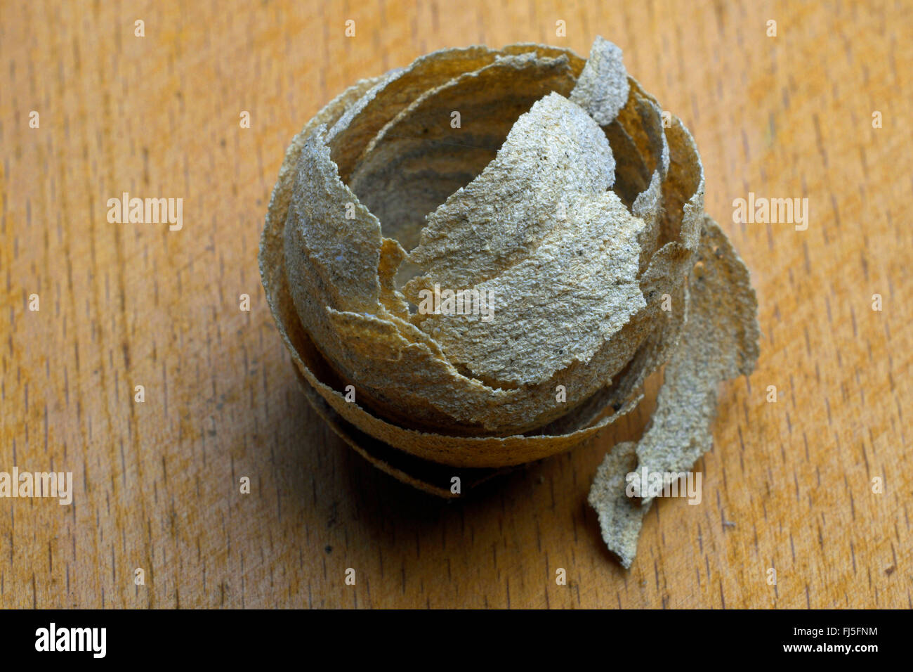 Hornet, braune Hornisse, Europäische Hornisse (Vespa Crabro), Hornissennest, leere Hülle auf Holz Stockfoto