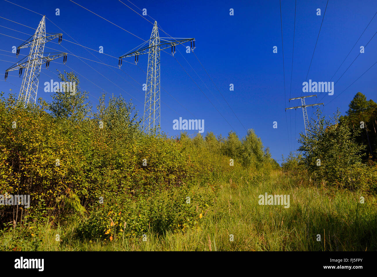 Strom-Route als wichtiges Biotop für Pflanzen und Tiere, Deutschland, Hessen, Spessart Stockfoto