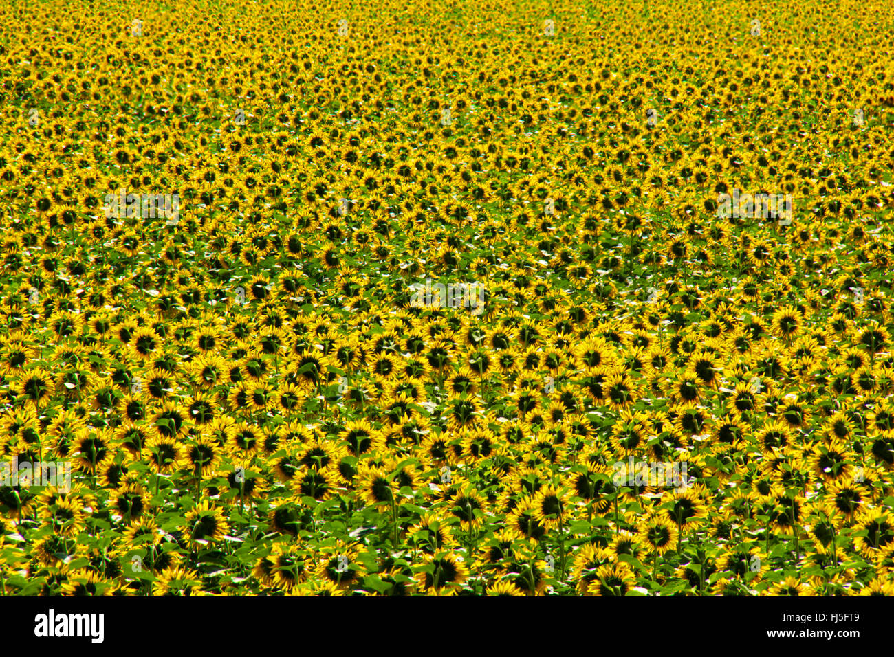 gewöhnliche Sonnenblume (Helianthus Annuus), blühenden Sonnenblumenfeld, Deutschland, Brandenburg, Bad Freienwalde Stockfoto