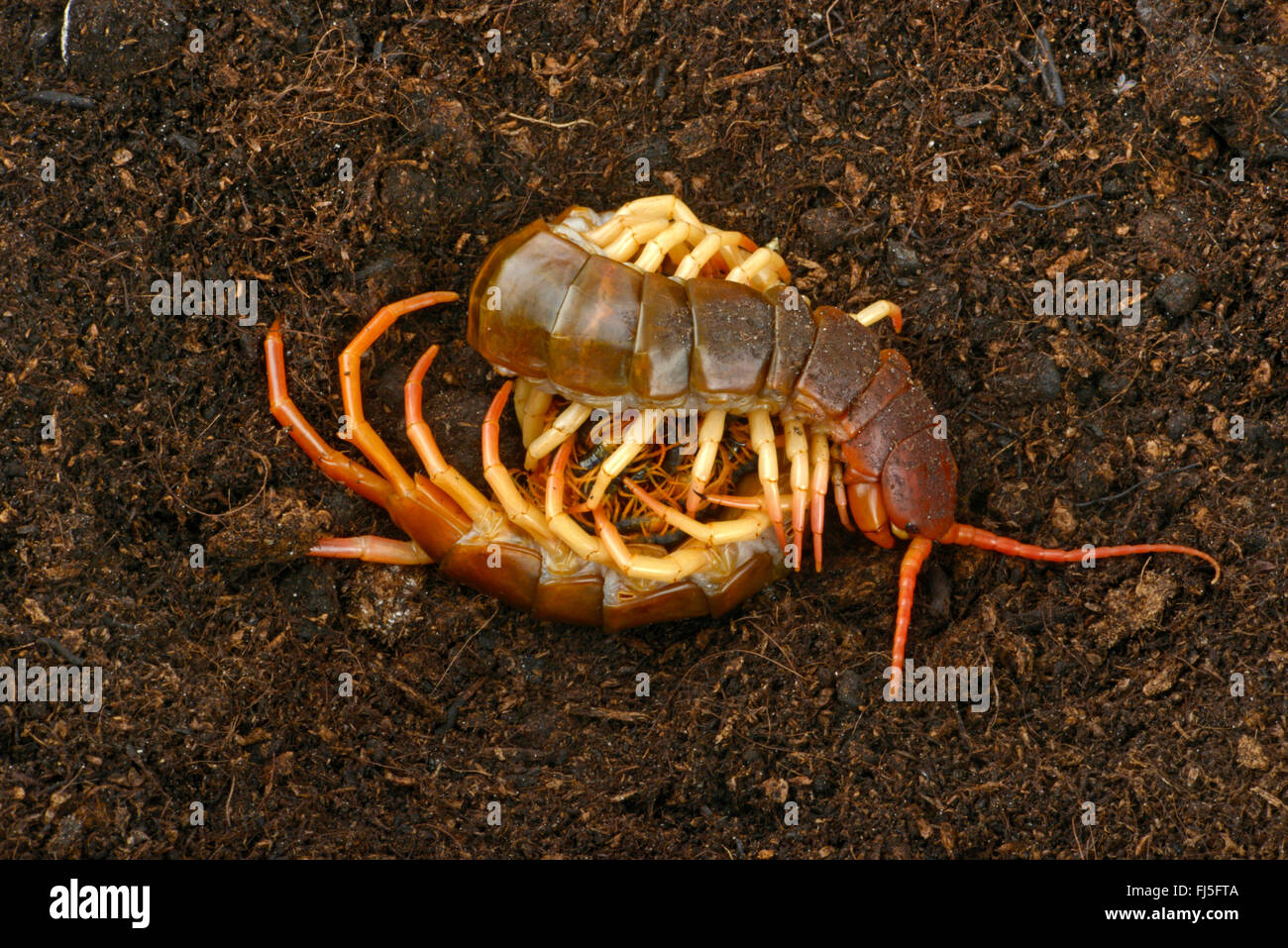 Chinesische rote Kopf, riesige Tausendfüßler, Dschungel Tausendfüßler, Orange Legged Hundertfüßer, rote Leitung Tausendfüßler, Vietnamese Centipede (Scolopendra Subspinipes), chinesische rote Kopf bewacht seine Nachkommen durch Aufrollen um sie herum Stockfoto