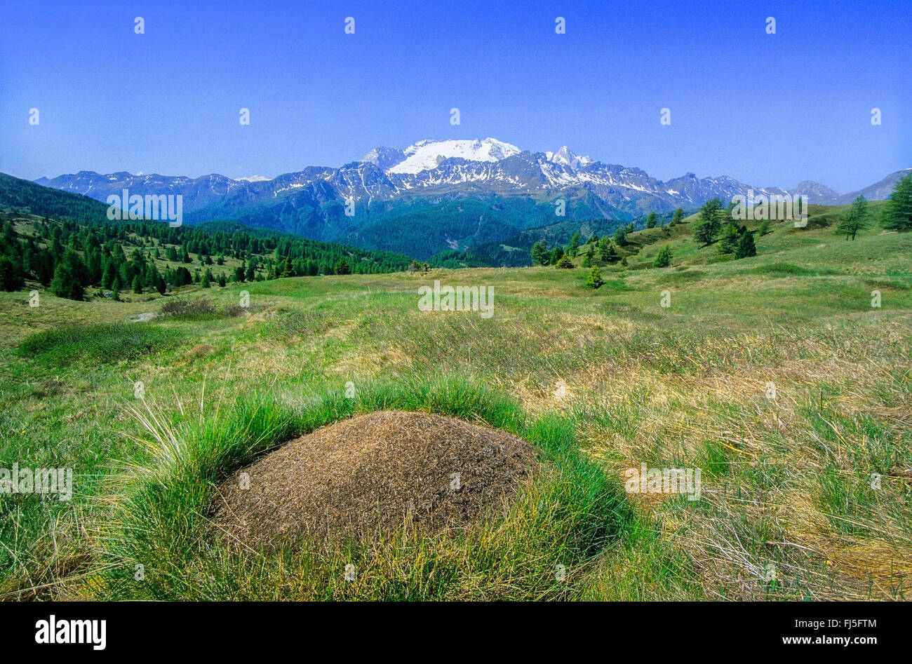 Ameisenhaufen in den Armentara Bergwiese, Marmolada in Hintergrund, Italien, Südtirol, Dolomiten Stockfoto