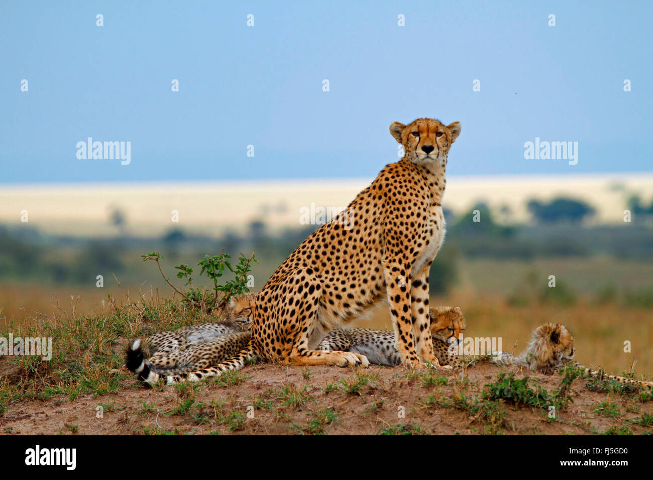 Gepard (Acinonyx Jubatus), Familie auf einem kleinen Hügel, Kenia, Masai Mara Nationalpark Stockfoto