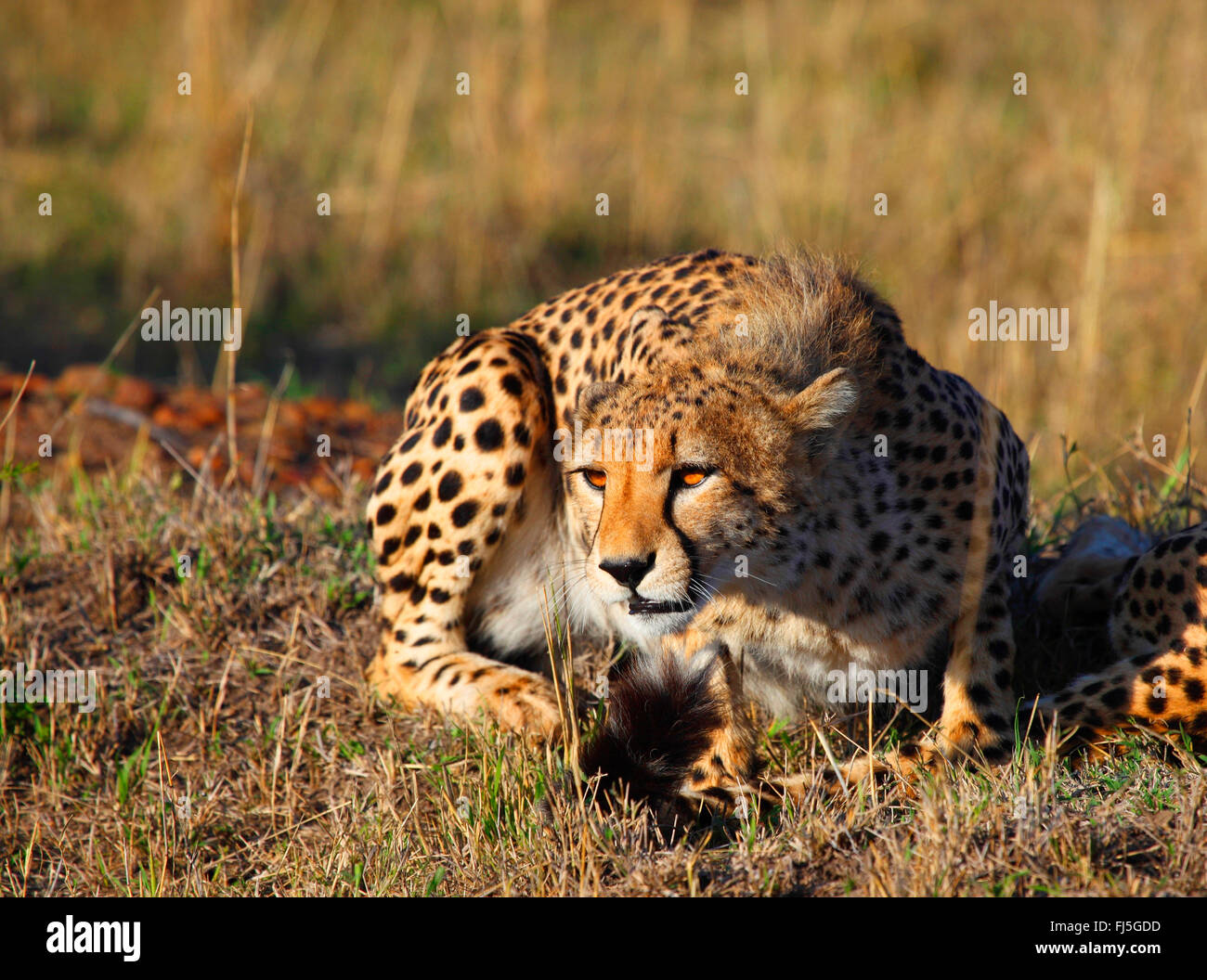 Gepard (Acinonyx Jubatus), liegend auf Rasen, Kenia, Masai Mara Nationalpark Stockfoto