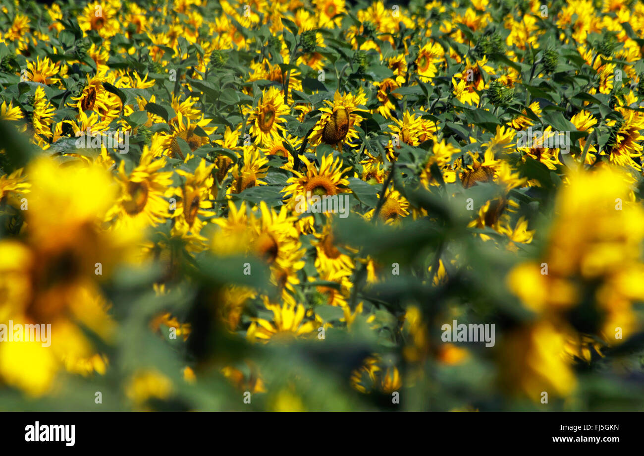 gewöhnliche Sonnenblume (Helianthus Annuus), blühenden Sonnenblumenfeld, Deutschland, Brandenburg, Bad Freienwalde Stockfoto