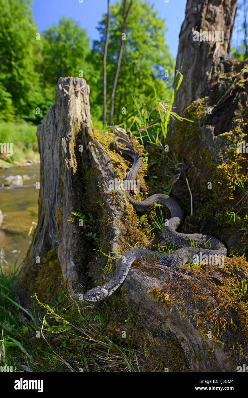 Ringelnatter (Natrix Natrix), kurz vor der Häutung an einem Flussufer, Deutschland, Bayern, Nationalpark Bayerischer Wald Stockfoto