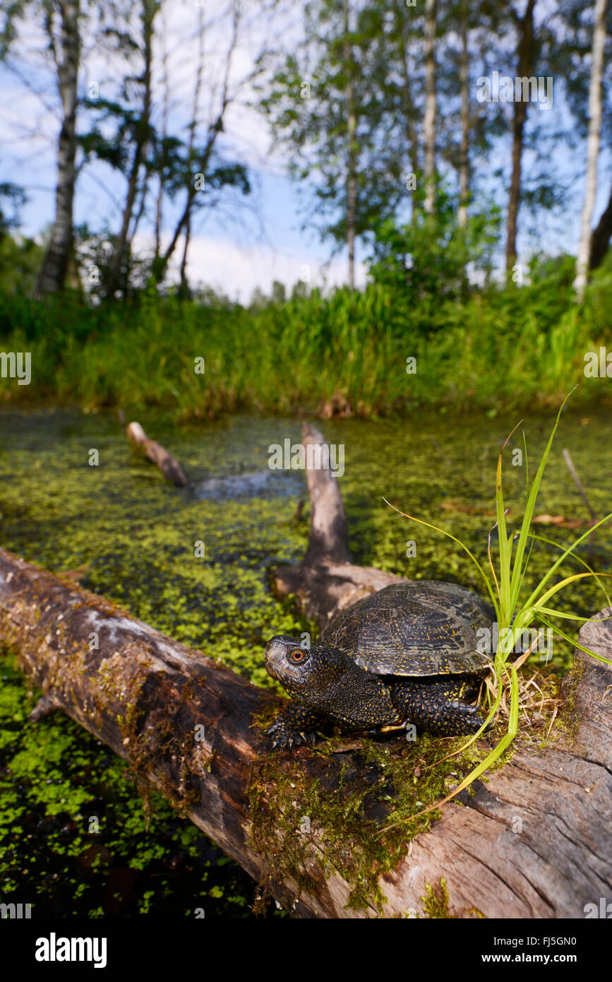 Europäische Sumpfschildkröte, Europäische Sumpfschildkröte