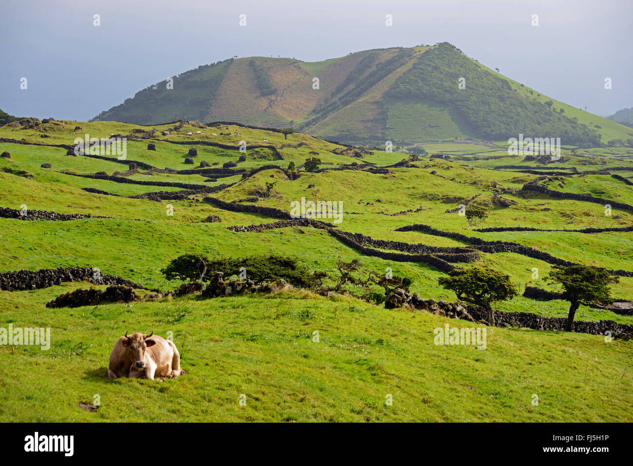 Hausrind (Bos Primigenius F. Taurus), Landschaft im Hochland von Pico, Portugal, Azoren Stockfoto