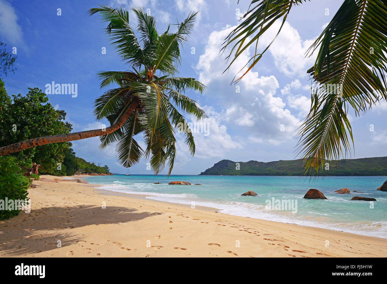 am Strand eine Palmen am Anse Boudin, Seychellen, Praslin Stockfoto