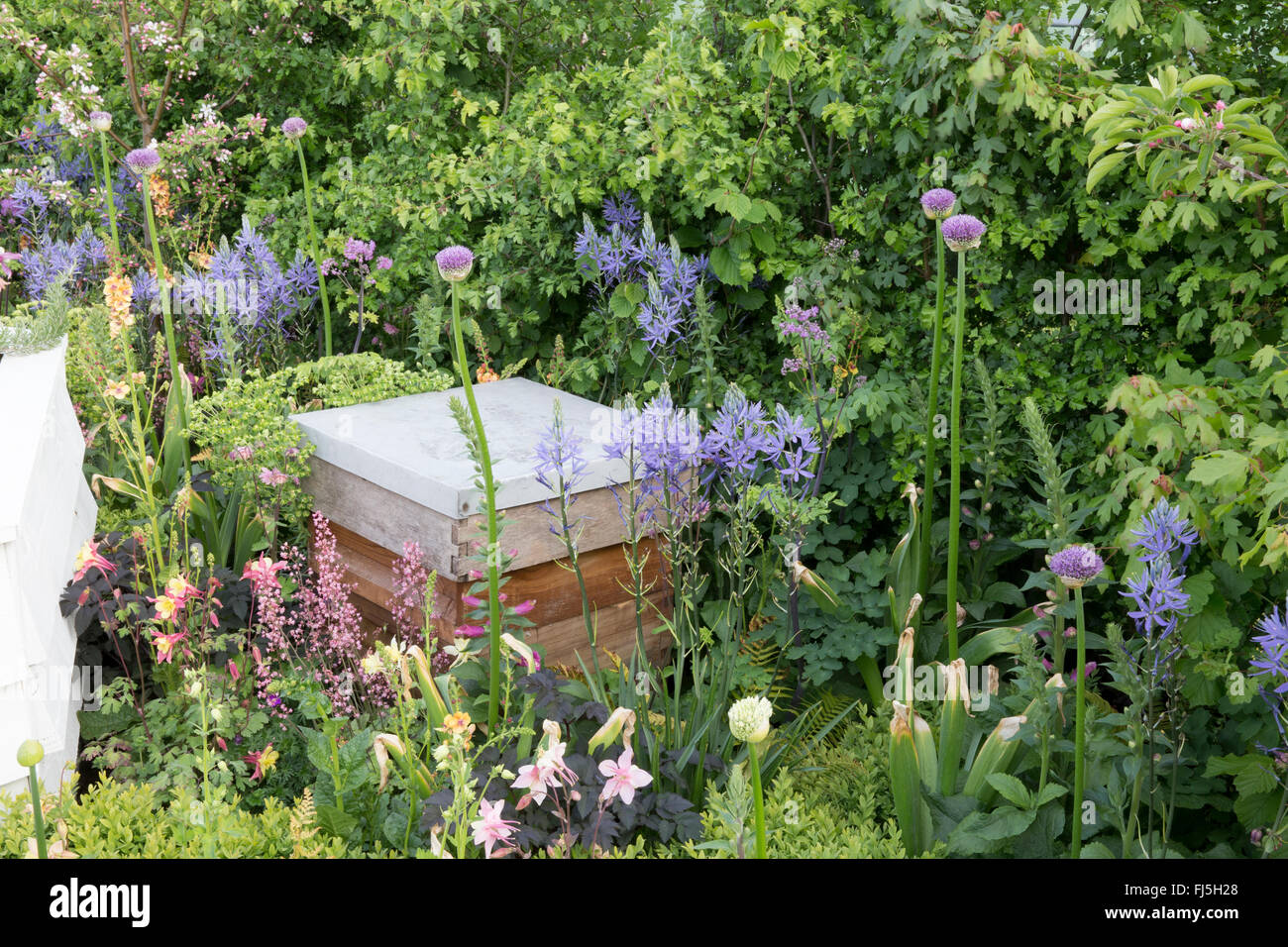 Wildlebenfreundlicher kleiner Stadtgarten mit Bienenstock in einer Blume Beet für Bienen Pflanzung von Alliums - Camassia Leichtlinii England GB UK Stockfoto