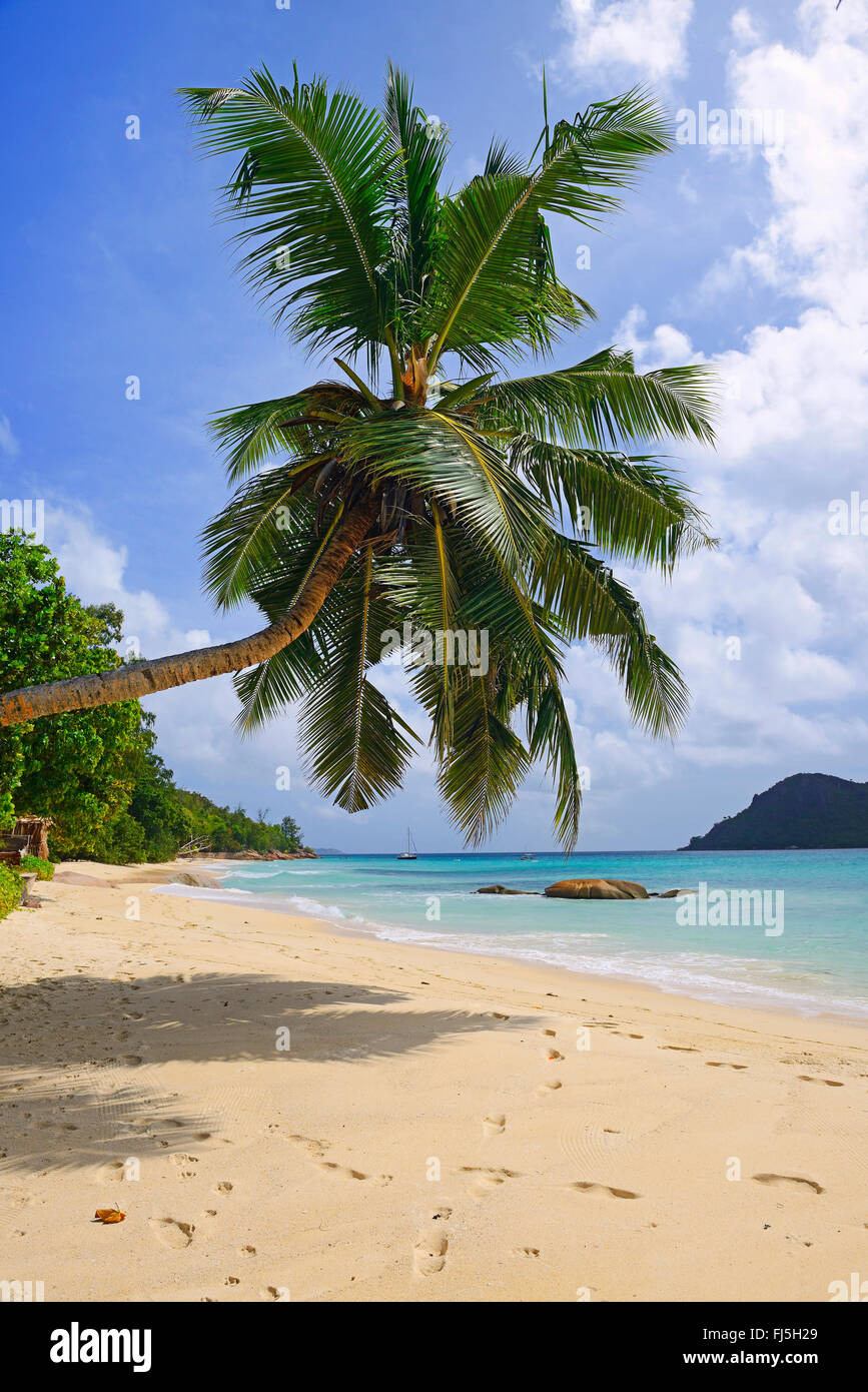 am Strand einer Palme am Anse Boudin, Seychellen, Praslin Stockfoto