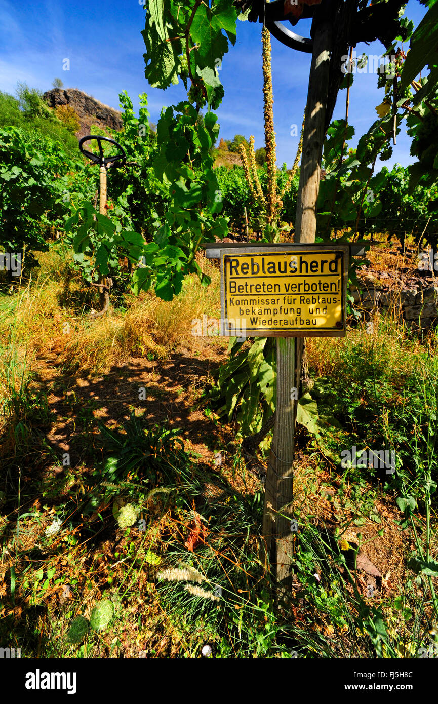 Reblaus, Reblaus (Viteus Vitifoliae, Viteus Vitifolii), Verbotszeichen Warnung gegen die Reblaus in Rebe Hof, Deutschland, Bad Kreuznach Stockfoto