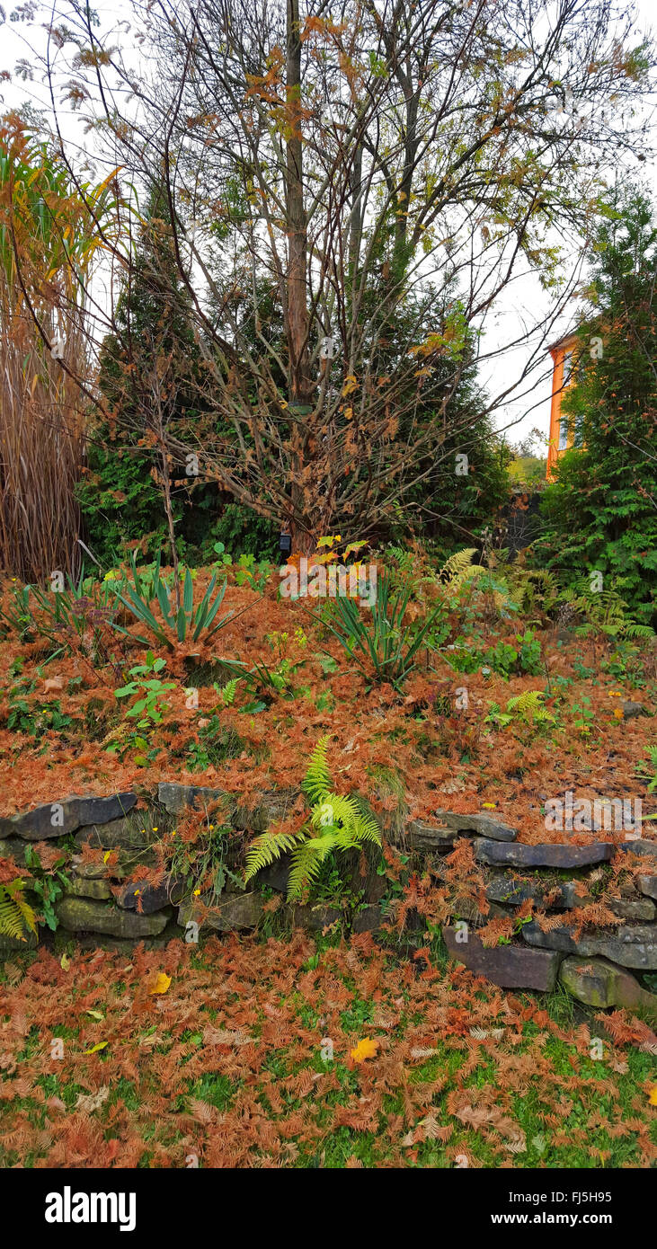 Japanische Lärche (Larix Kaempferi), Wand-Nadel-Blätter auf einen Steingarten mit Trockenstein im Herbst, Deutschland Stockfoto