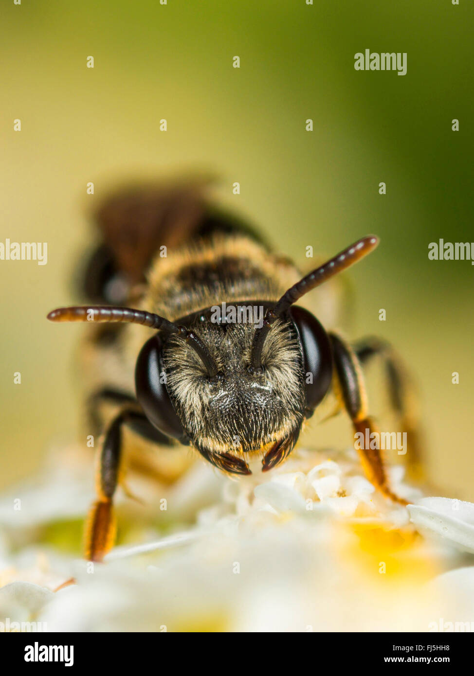 Weißdorn Bergbau-Biene (Andrena Chrysosceles), Weiblich, die Nahrungssuche auf gemeinsame Schafgarbe (Achillea Millefolium), Deutschland Stockfoto