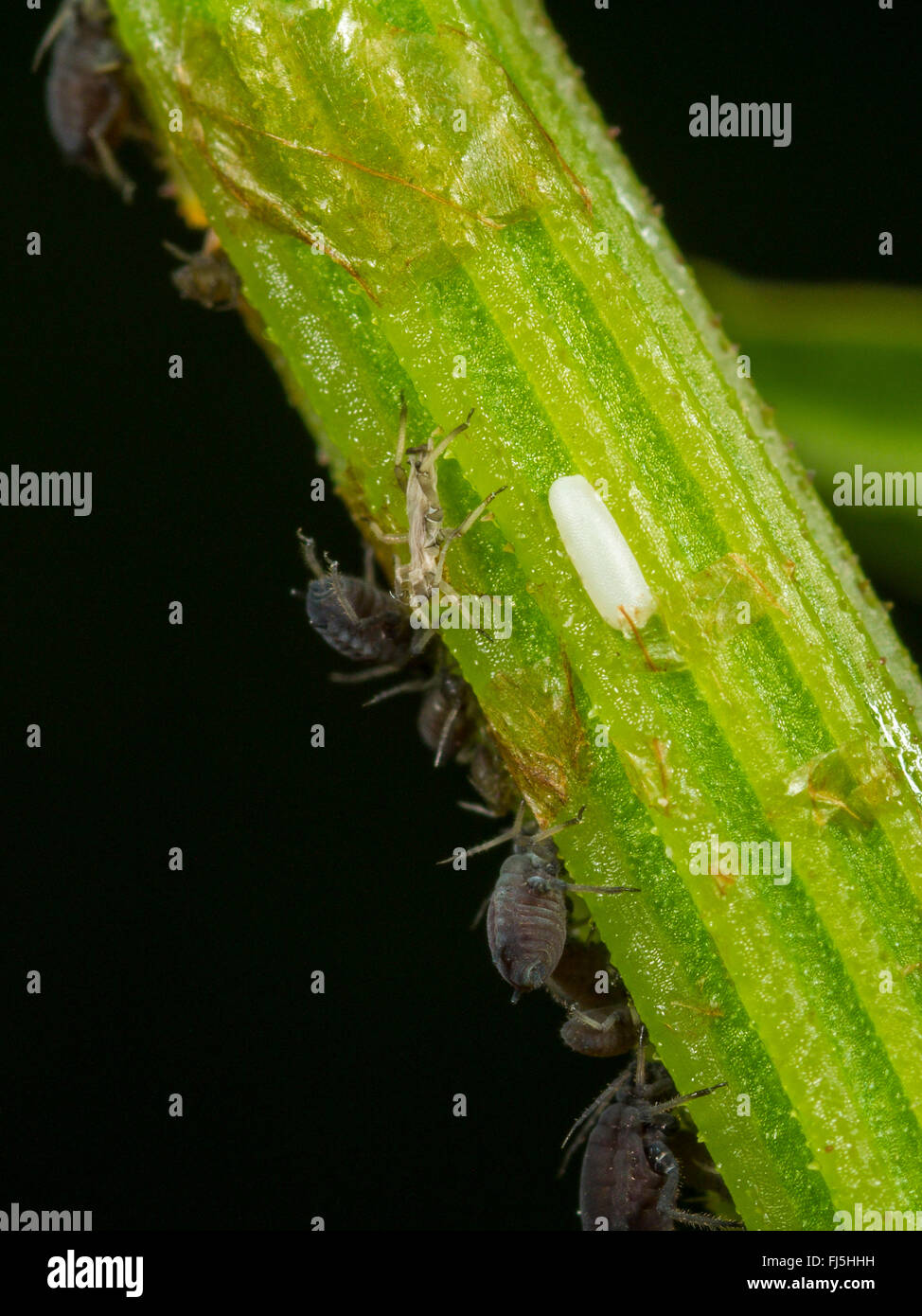 Lange Hoverfly (Sphaerophoria Scripta), leere Eierstock Membran neben eine Blattlaus-Kolonie auf einem Blatt des Broad-leaved Dock (Rumex Obtusifolius), Deutschland Stockfoto