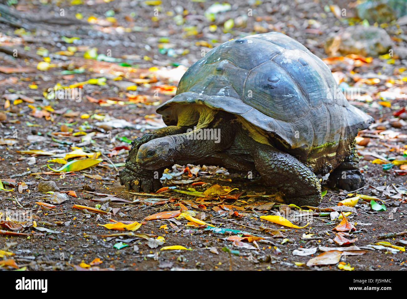 Seychellen-Riesenschildkröte, Aldabran Riesenschildkröte, Aldabra Riesenschildkröte (Aldabrachelys Gigantea Gigantea Testudo Geochelone Gigantea, Megalochelys Gigantea), auf den Feed, Seychellen, Cousin Stockfoto