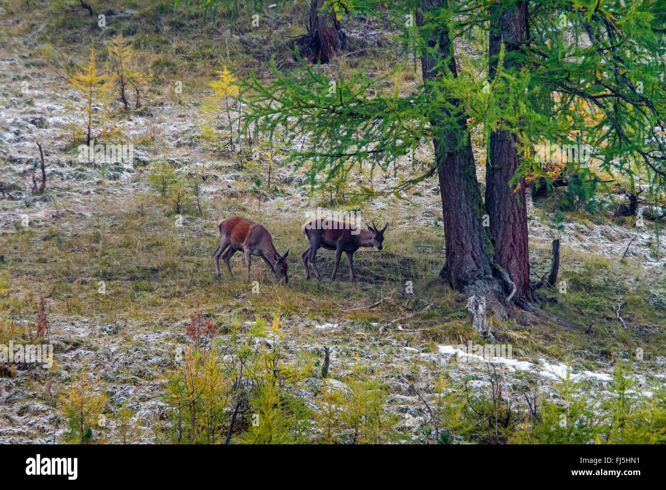 Rothirsch (Cervus Elaphus), zwei Hirsche auf den Feed in einem verschneiten Waldwiese, Schweiz, Graubünden, schweizerischen Nationalpark Stockfoto