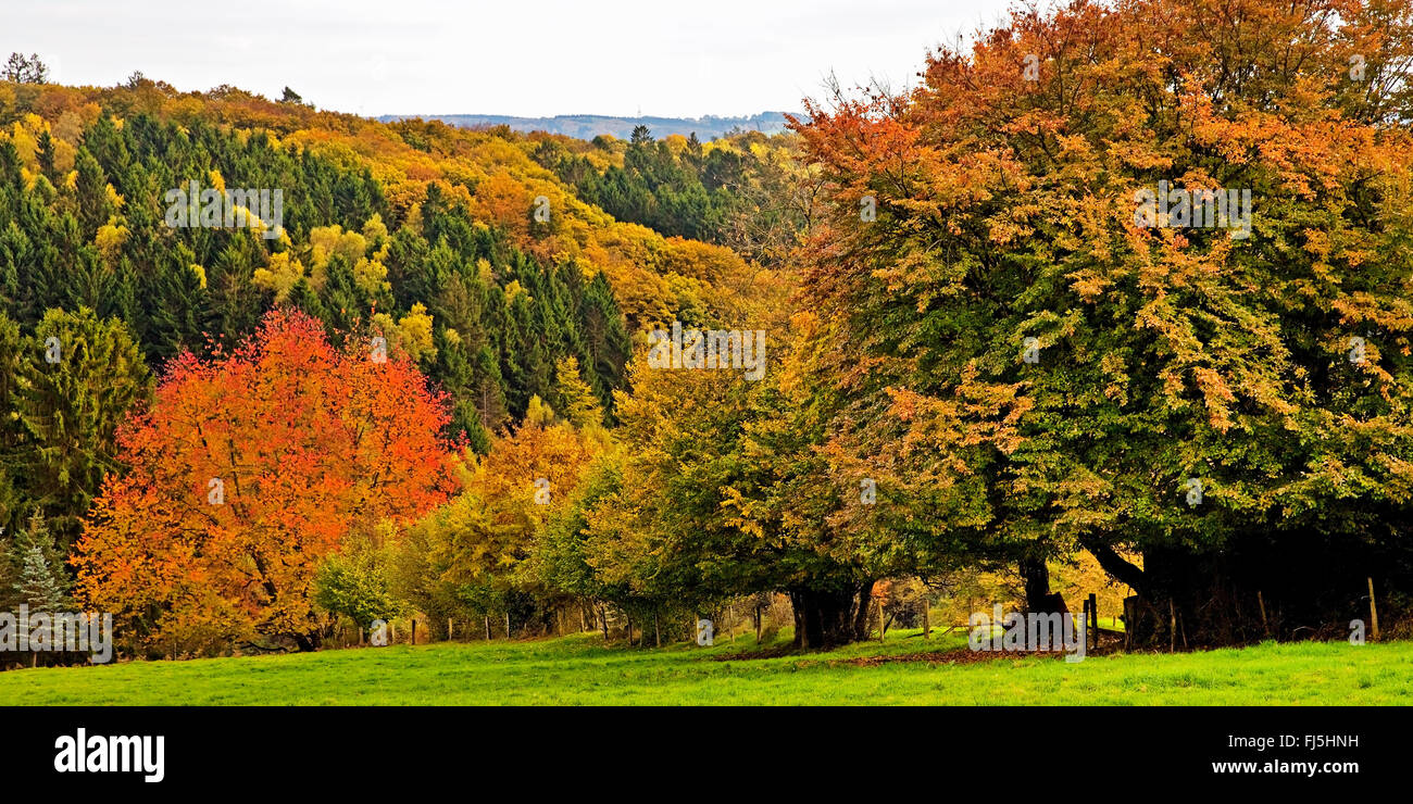 niedrige Bergkette Bergisches Land im Herbst, Wuppertal, Bergisches Land, Nordrhein-Westfalen, Deutschland Stockfoto