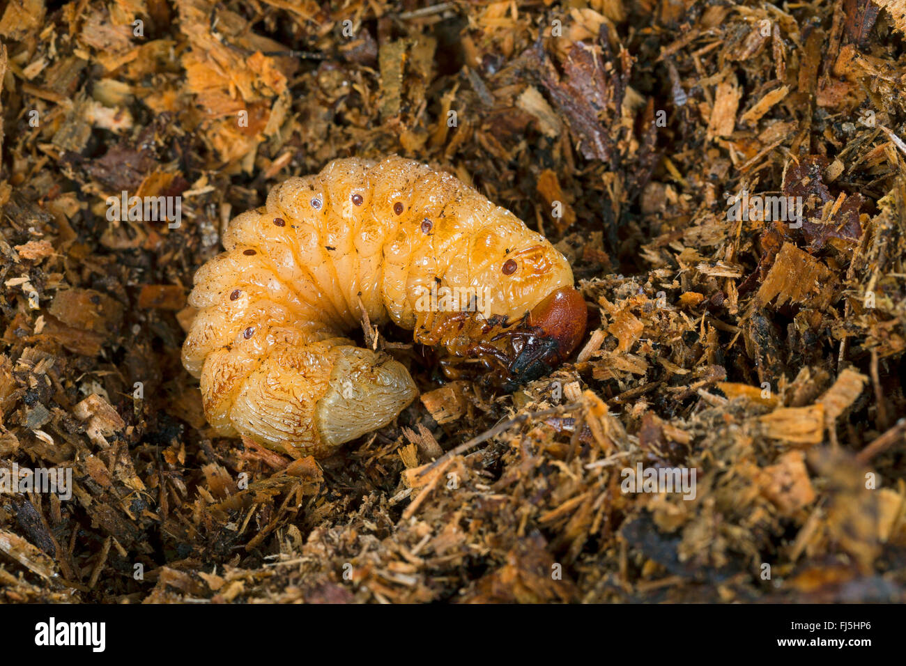 Europäische Nashornkäfer (Oryctes Nasicornis), Larve, Deutschland Stockfoto