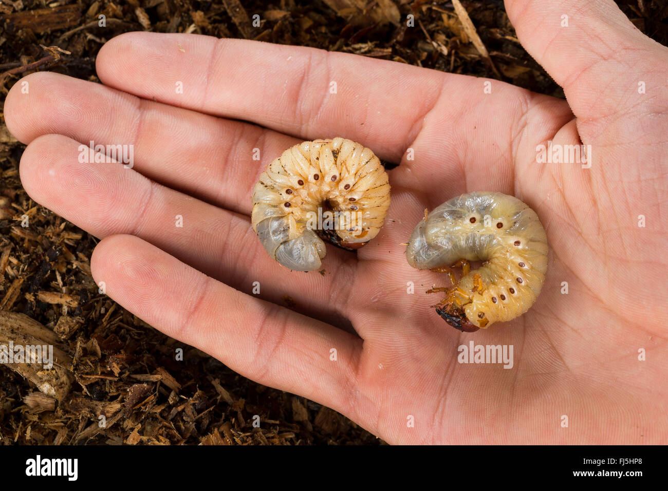 Europäische Nashornkäfer (Oryctes Nasicornis), rodet auf der einen Seite, Deutschland Stockfoto