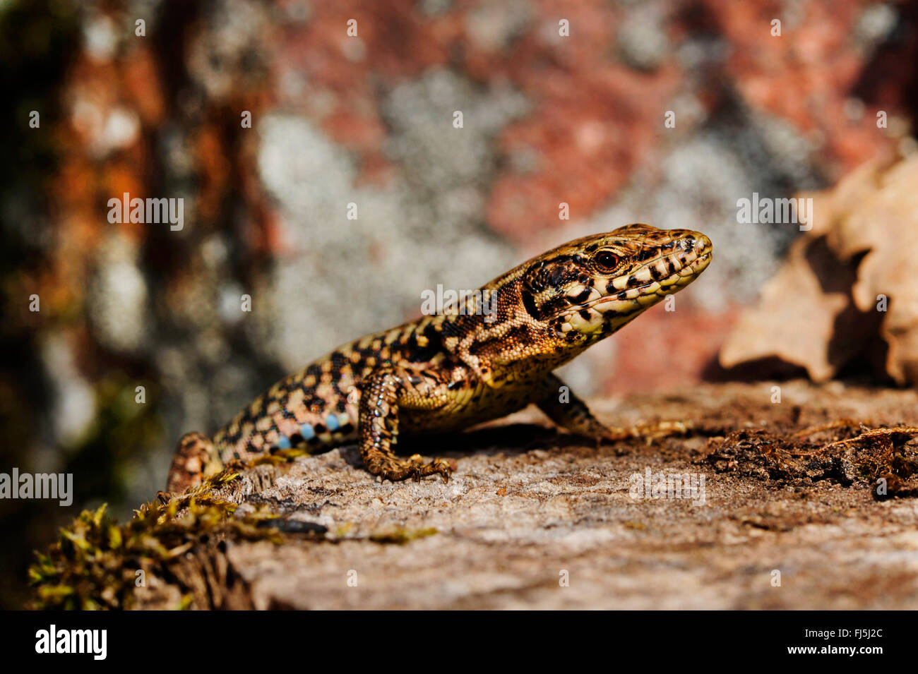 gemeinsame Wand-Eidechse (Lacerta Muralis, Podarcis Muralis), auf einen Baum Haken, Seitenansicht, Deutschland, Baden-Württemberg, Schwarzwald Stockfoto