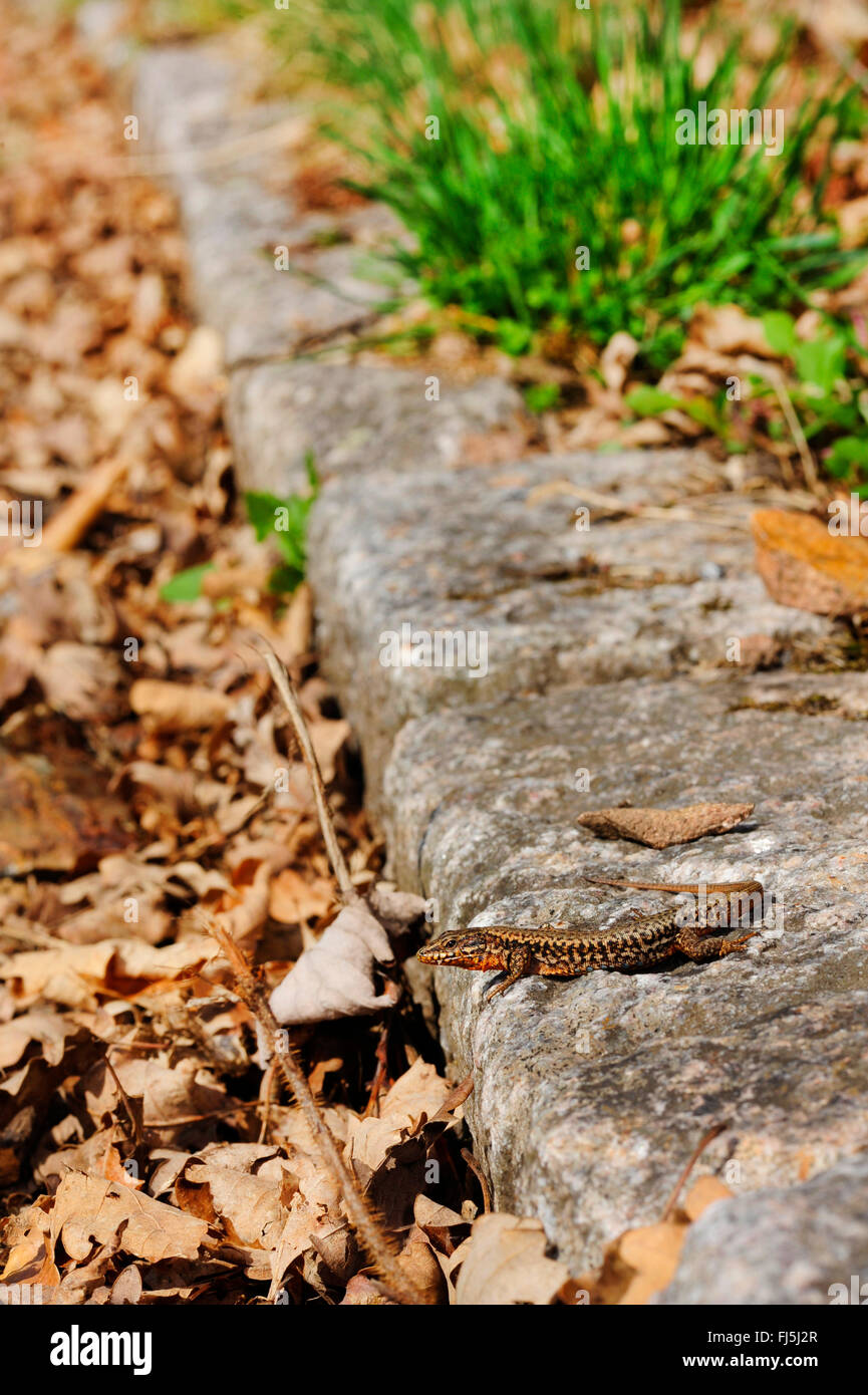 gemeinsame Wand-Eidechse (Lacerta Muralis, Podarcis Muralis), Männlich, Sonnenbaden am Straßenrand, Deutschland, Baden-Württemberg, Schwarzwald Stockfoto