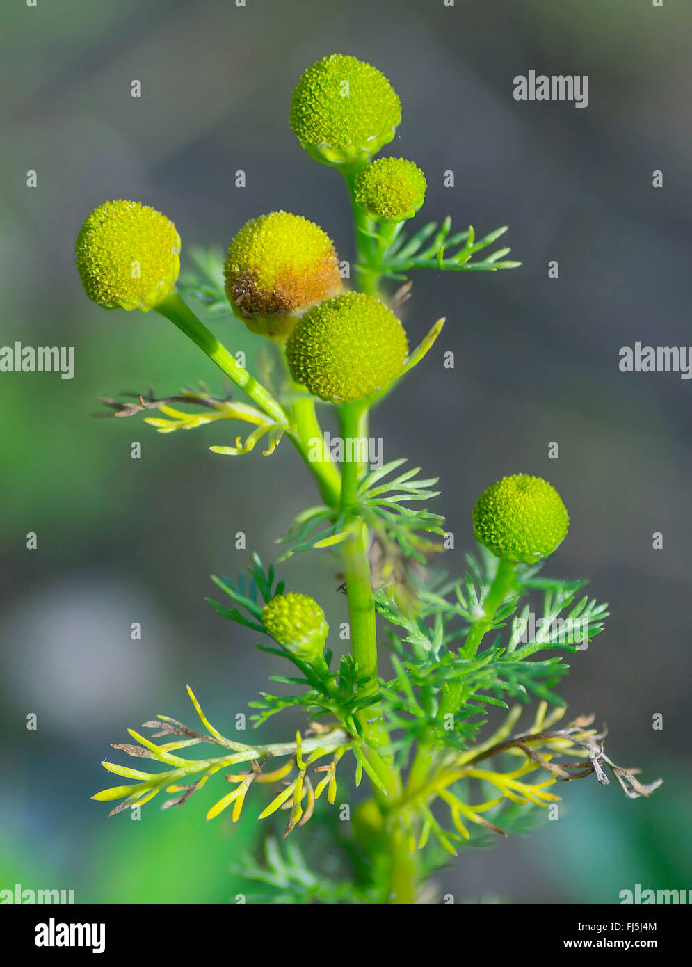 falsche Kamille (Matricaria Discoidea), Blütenstände, Oberbayern, Oberbayern, Bayern, Deutschland Stockfoto