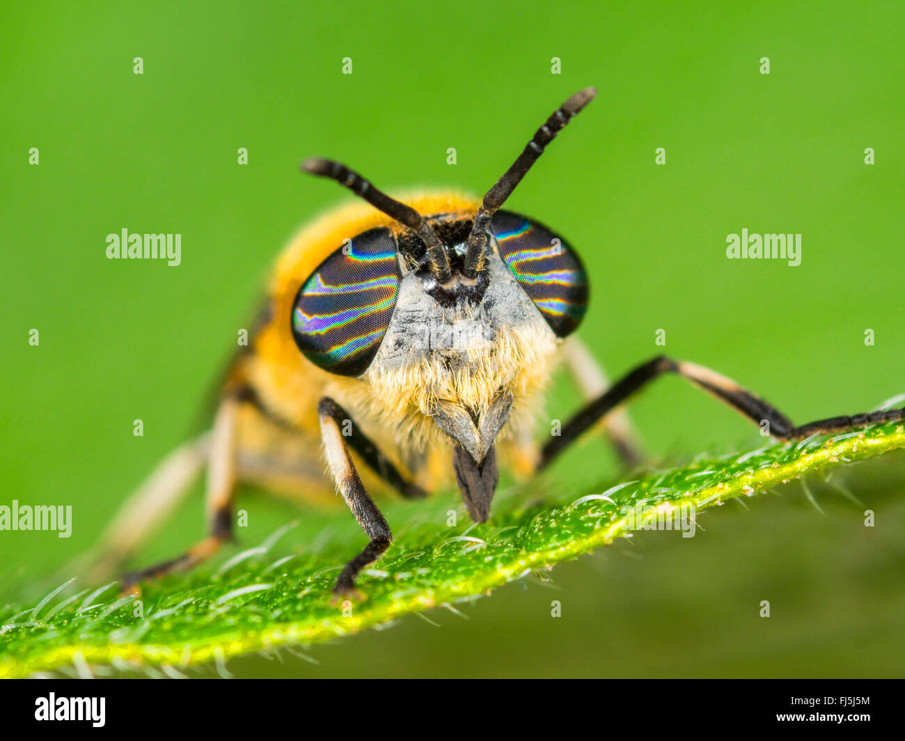 Pferd-Fly (Heptatoma Pellucens), Frau sitzt auf einem Blatt, Deutschland Stockfoto