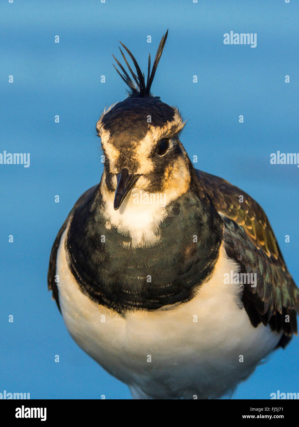 nördlichen Kiebitz (Vanellus Vanellus), Brustbild, Deutschland Stockfoto