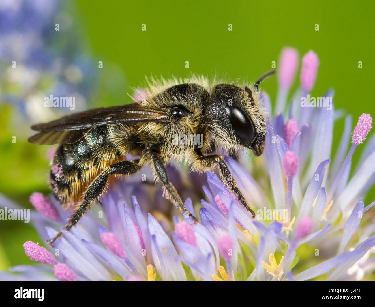 Mason Bee (Osmia niveata), Weibliche Nahrungssuche auf Schafe ┤ s Bit Scabious (Jasione montana), Deutschland Stockfoto