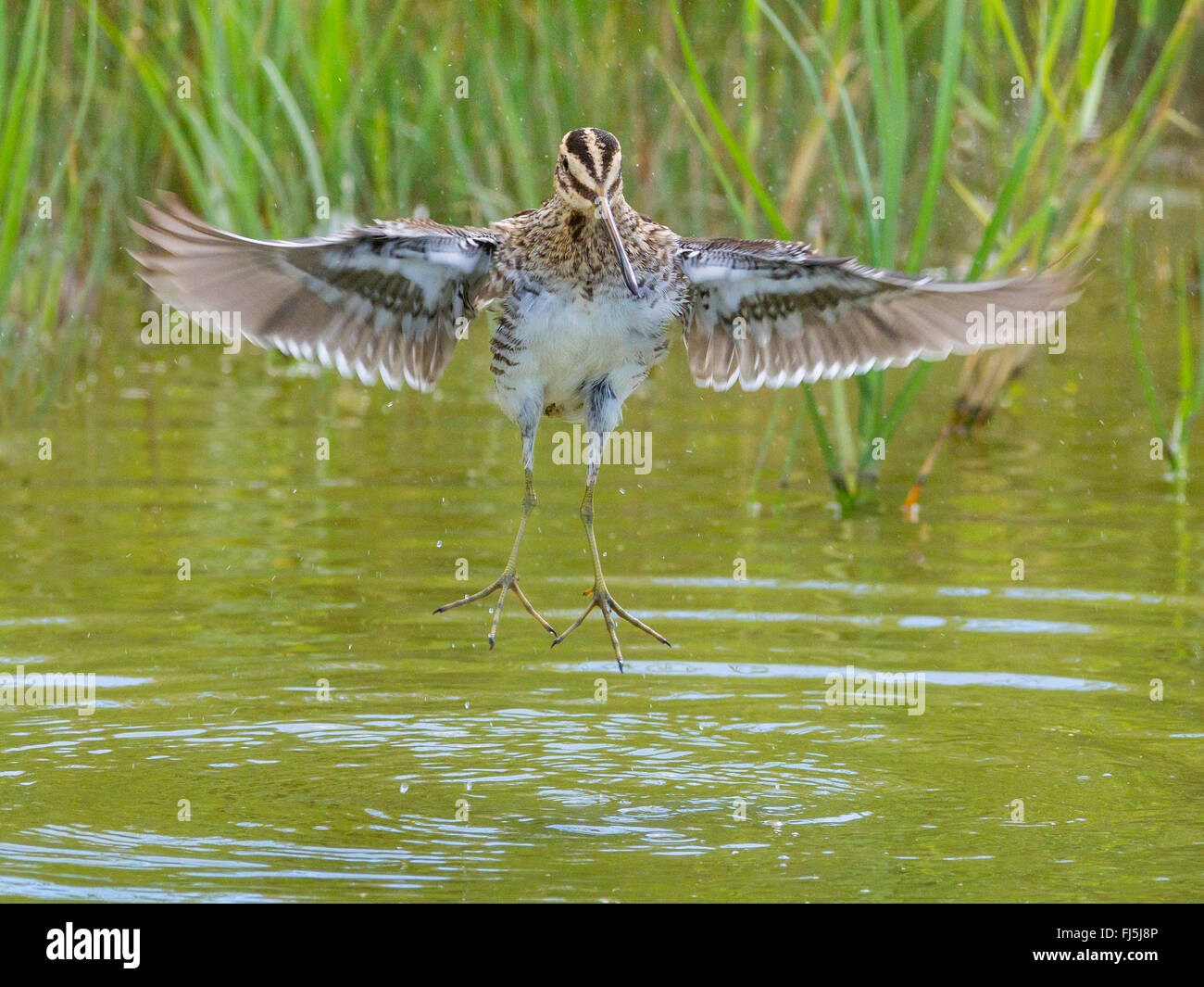 Bekassine (Gallinago Gallinago), flache Wasser Baden Erwachsenen Vogel mit Flügeln, Deutschland Stockfoto